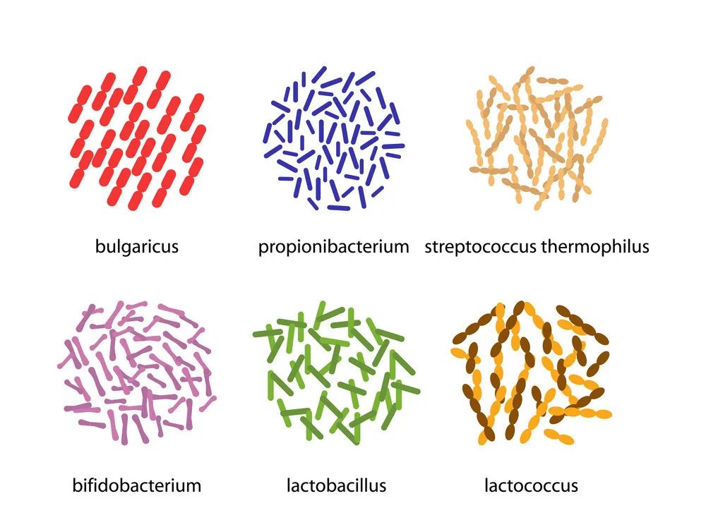 丙酸杆菌,嗜热链球菌下排从左到右:双歧杆菌,乳杆菌,乳球菌图片来源