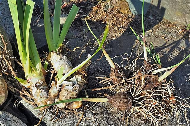 花瓣长度和花瓣宽度散点图鸢尾花鸢尾花可养水边可养花盆耐寒耐热但要