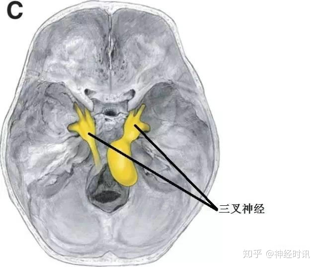 上项线体表位置