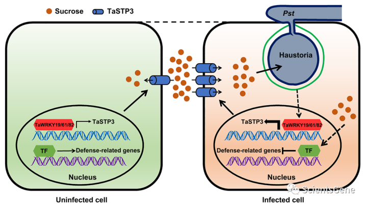 TaWRKY19/61/82激活糖转运蛋白TaSTP3从而增强小麦条锈病敏感性