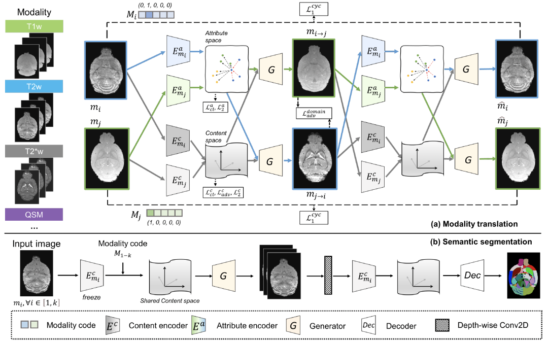 IEEE-TMI：张孝勇团队开发小鼠精细脑结构自动分割的深度学习算法
