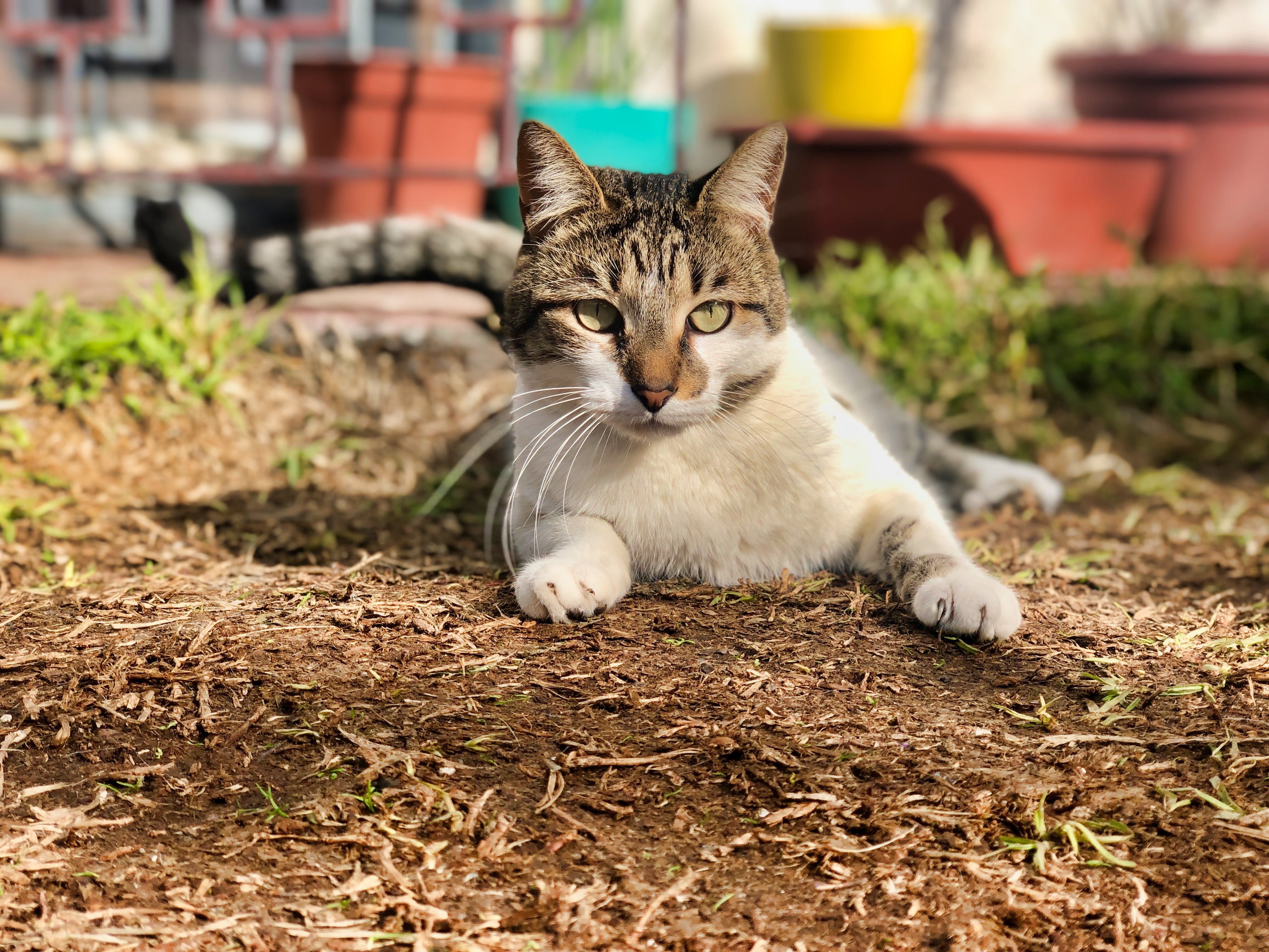 猫毛空气净化器是智商税吗？热门猫用空气净化器推荐