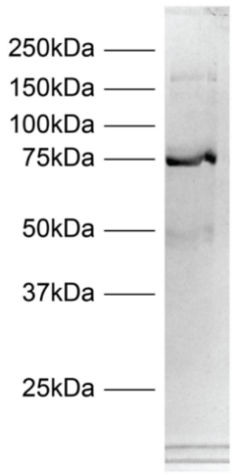 CUTANA™ pAG-Tn<span style='color:red;'>5</span> for <span style='color:red;'>CUT</span>&Tag