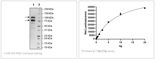 BPS Bioscience高纯度PI3 kinase(p110α/p85α)重组蛋白