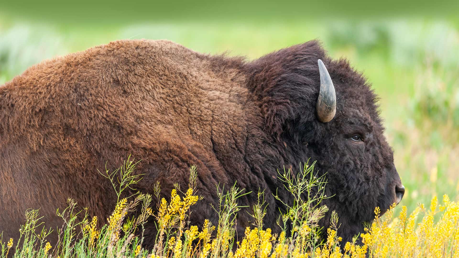 American bison