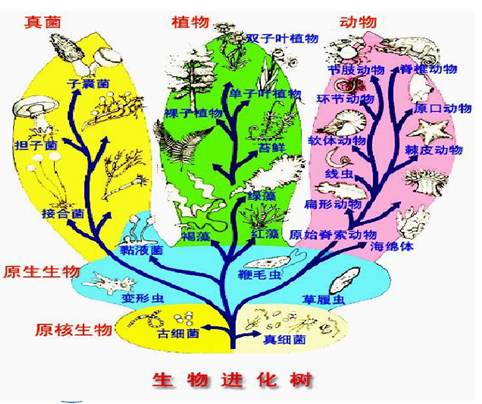 分叉,所以可以以樹的形式來表示生物之間的進化關係