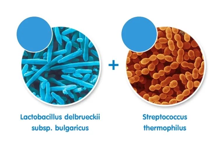 vs为什么打了断点不断酸乳vs发酵乳聊聊那些让人头晕的食品名称