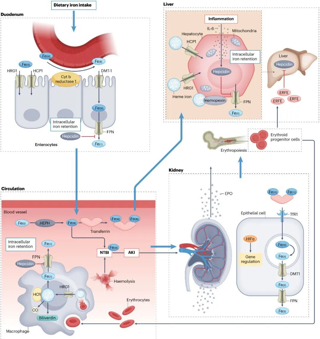 铁死亡中的铁代谢 | nature reviews nephrology 2023