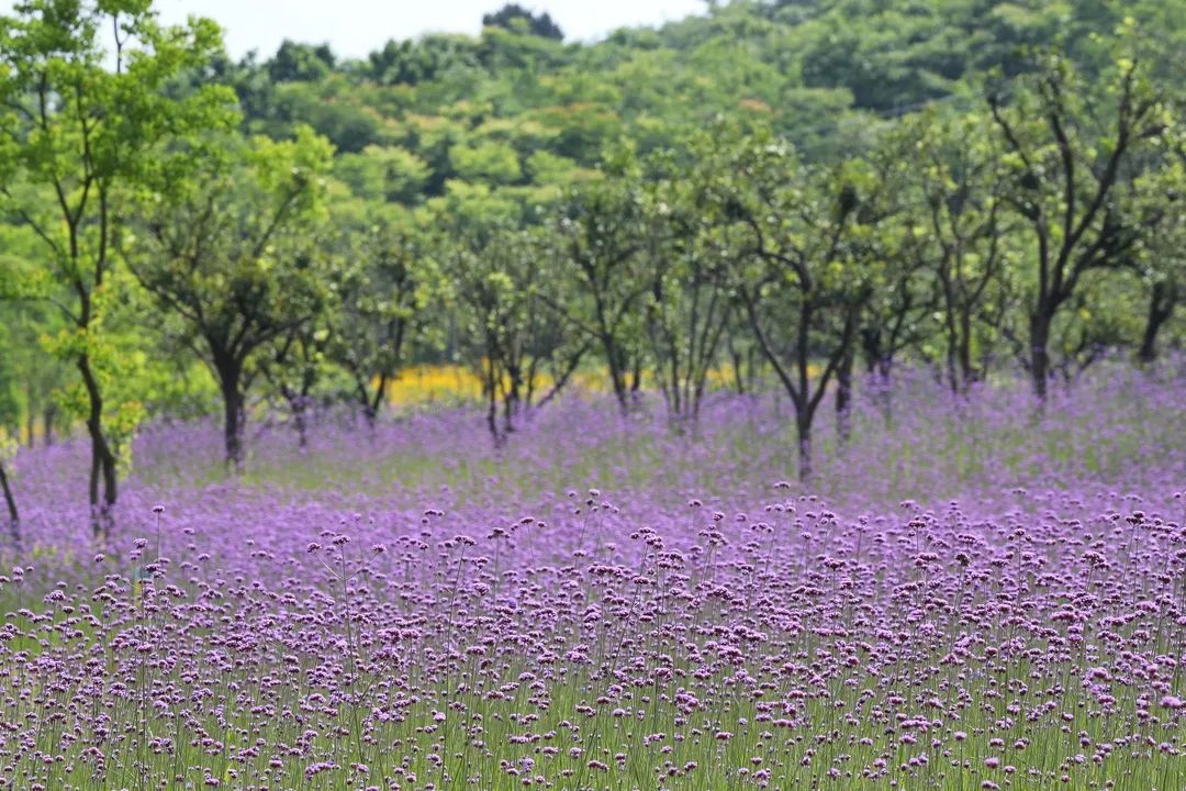点军收费站,沿夷桥路前行时,一家人被路边一大片"薰衣草"般的紫色花海