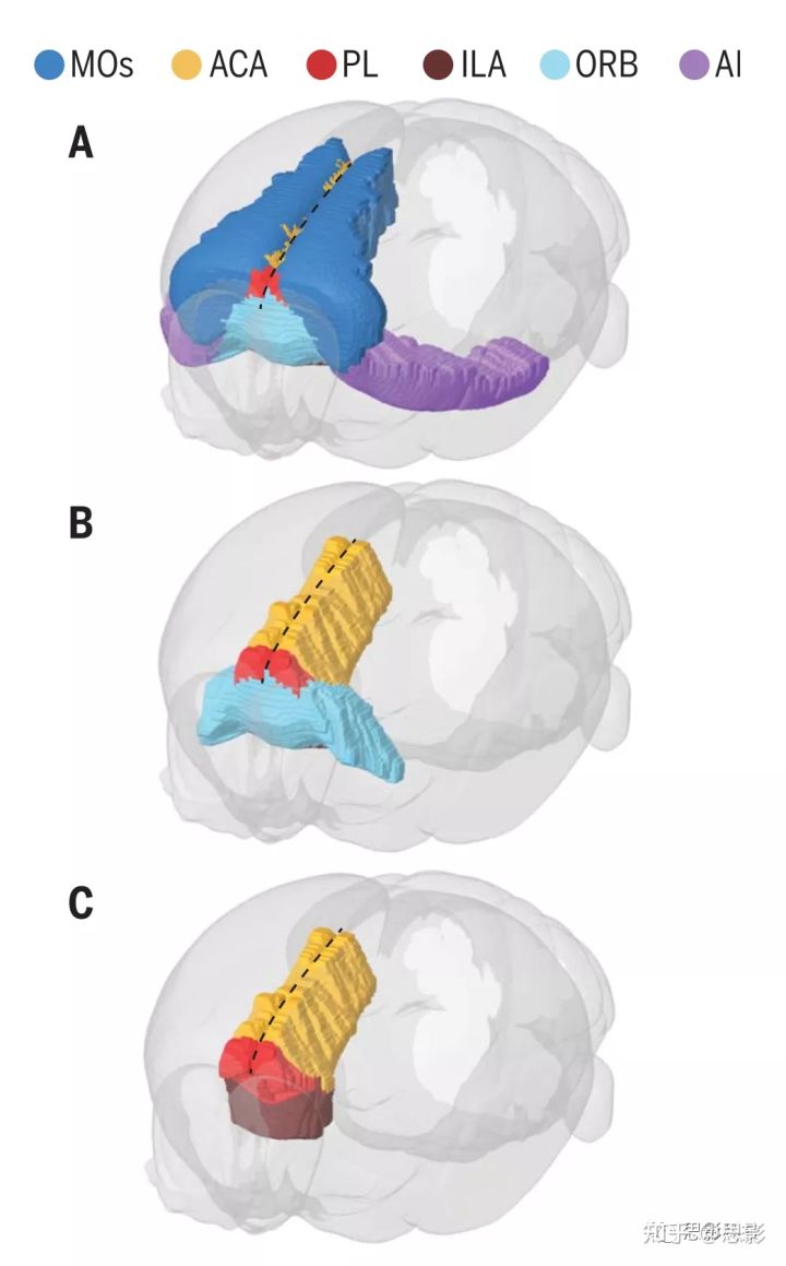 Science：前额叶皮层在哺乳动物上的解剖学异同