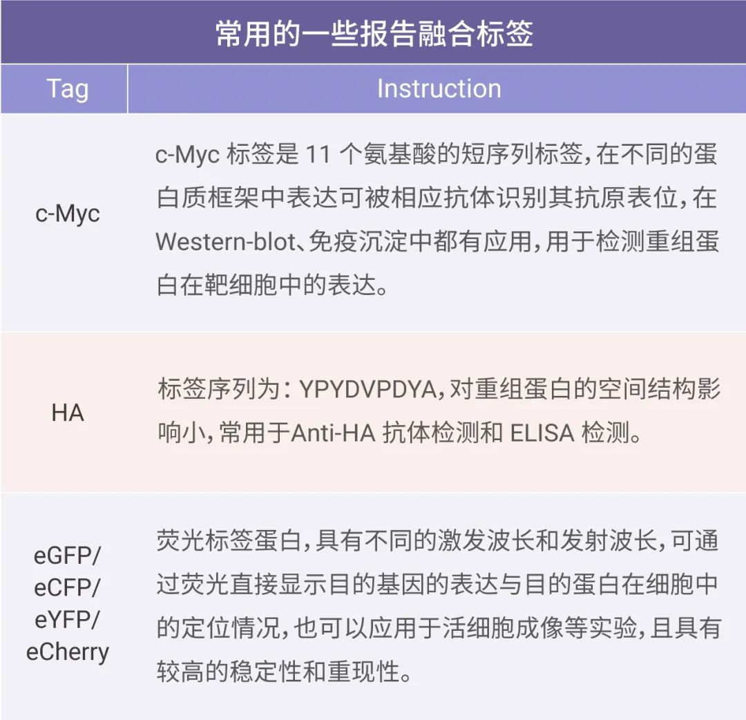 MCE丨重组蛋白常见的融合标签
