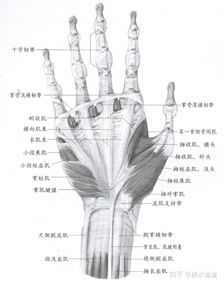 手部骨骼特征 数据集