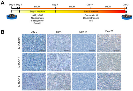 Cells 09 01521 g002 550