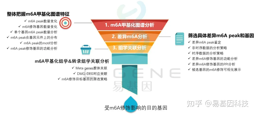 易基因：METTL3介导的m6A甲基化谱调控肌肉干细胞成肌细胞状态转换｜发育分化