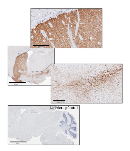 Jackson ImmunoResearch新品推荐—纳米二抗（Nano Secondary Antibodies）