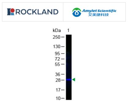 Rockland Immunochemicals丨GFP抗体-荧光素结合物