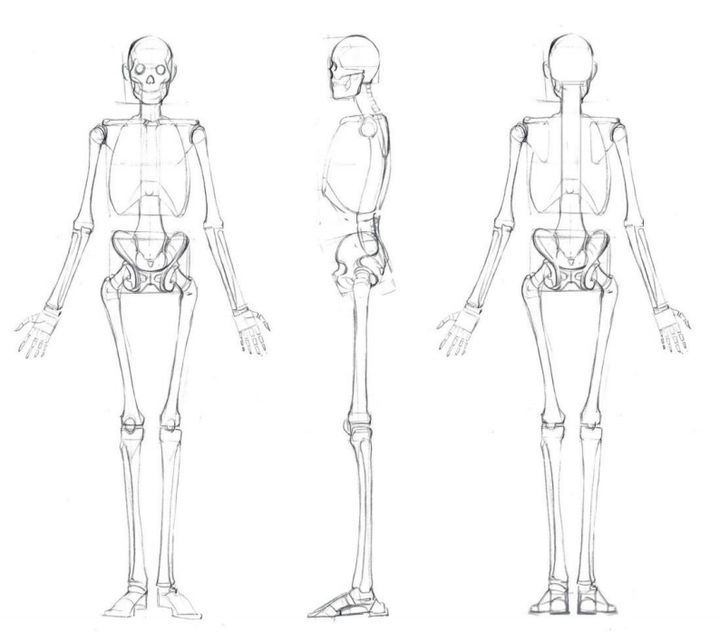 全身骨骼简笔画图片