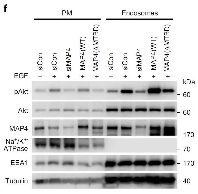 Nature Cell Biology：揭示 PI3K-Akt 信号通路新机制，有望成为癌症治疗新靶点_par2-pi3k-akt-CSDN博客