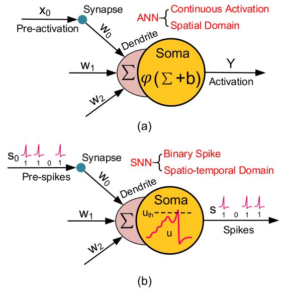 图1：ANN 和 SNN 的基本神经元