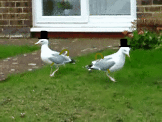 7052c2cc76041e813cf8e617eef0a93e.gif