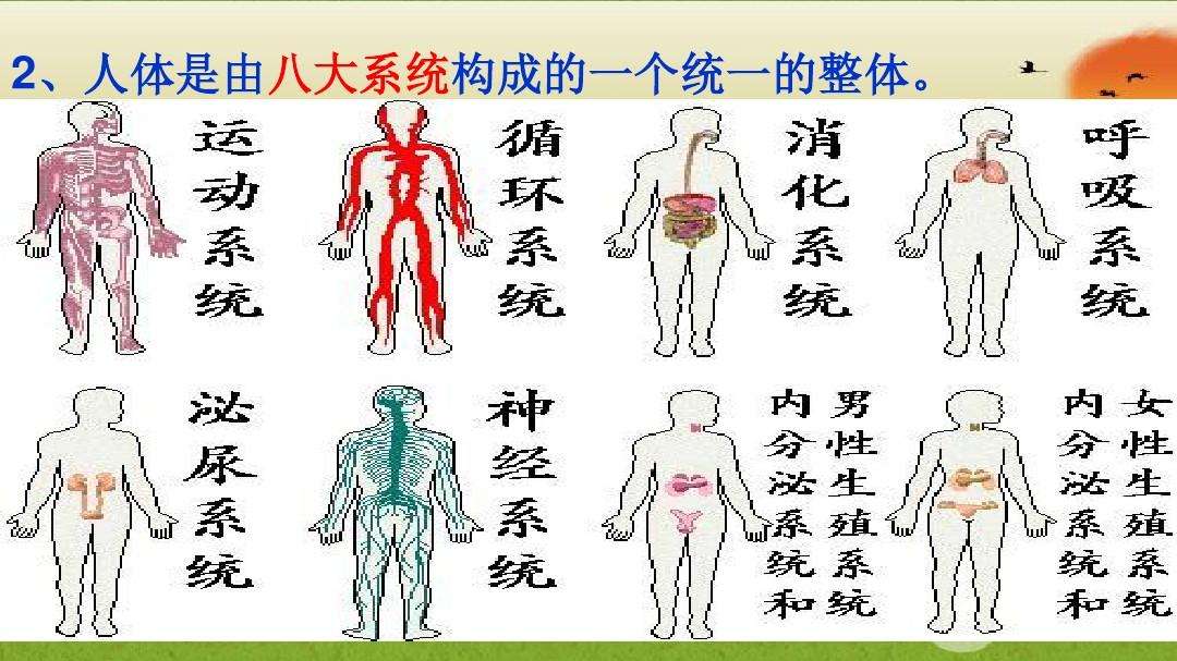 人体八大系统组成图片