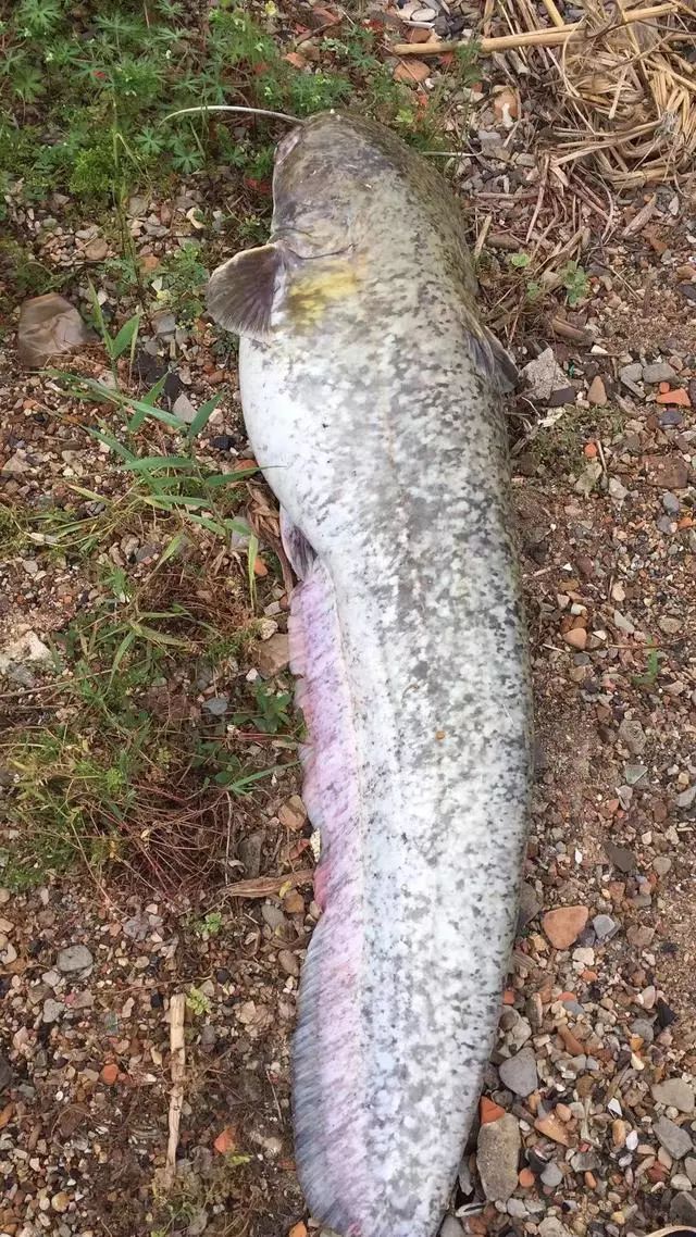 ad10怎么挖铺的铜怎么钓鲶鱼大口鲶江鲶鲶巴郎鲶胡子