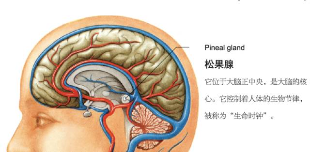 笛卡爾認為在人的大腦中有個部位叫松果體,它是靈魂的主要位子並且是