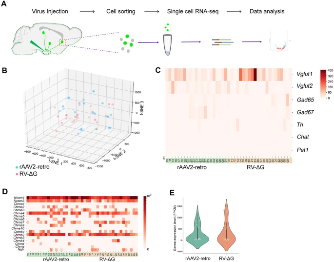 Fig. 7 通过 scRNAseq 对 rAAV2-retro 标记和 RV-ΔG 标记神经元进行基因谱分析