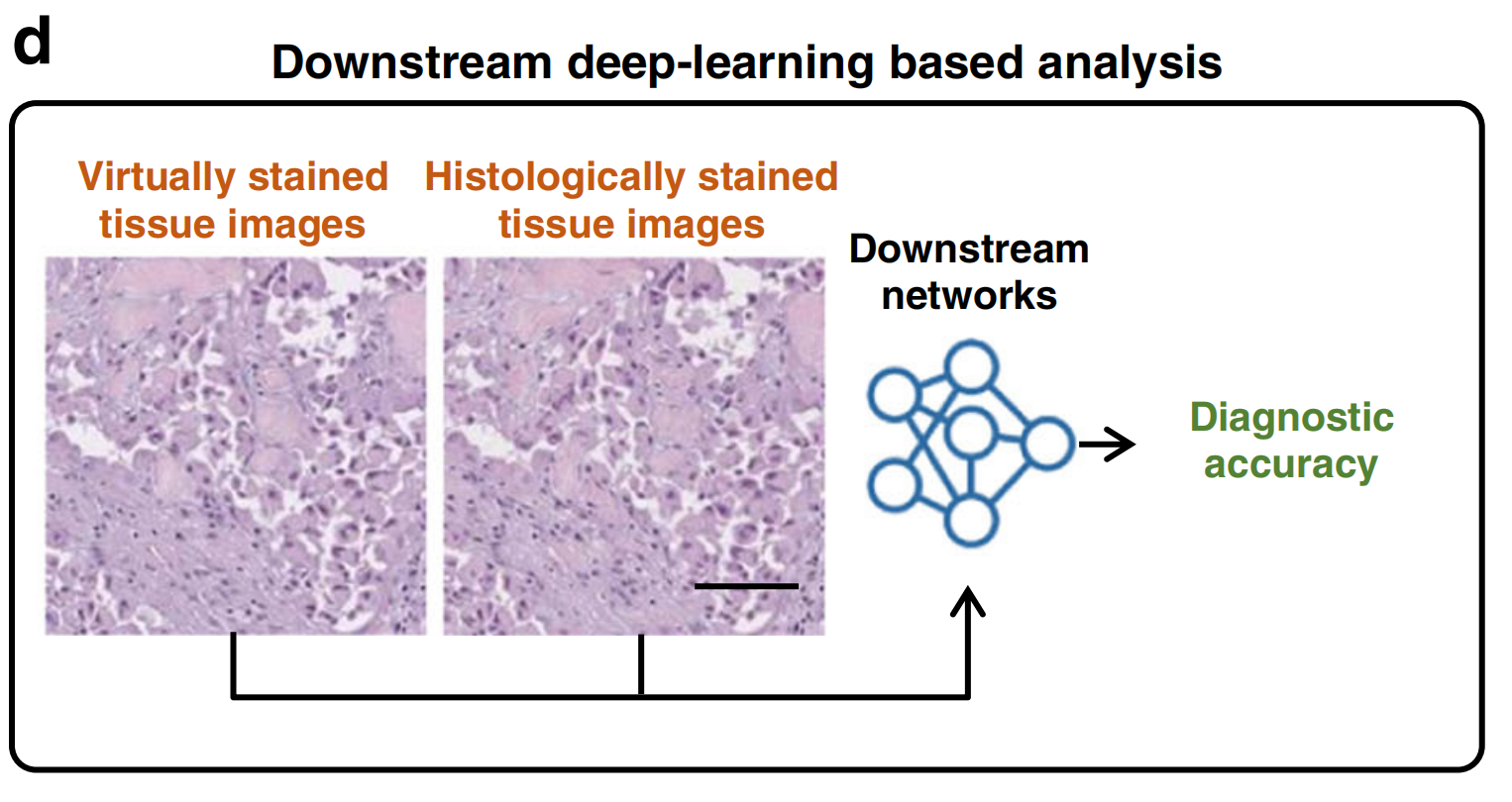深度学习助力病理切片虚拟组织染色｜文献精析·24-09-03