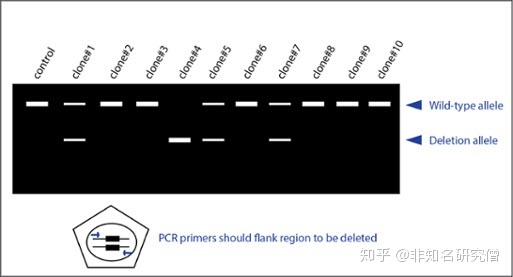 克隆需要验证_[实验技巧]CRISPR实验中如何验证编辑？