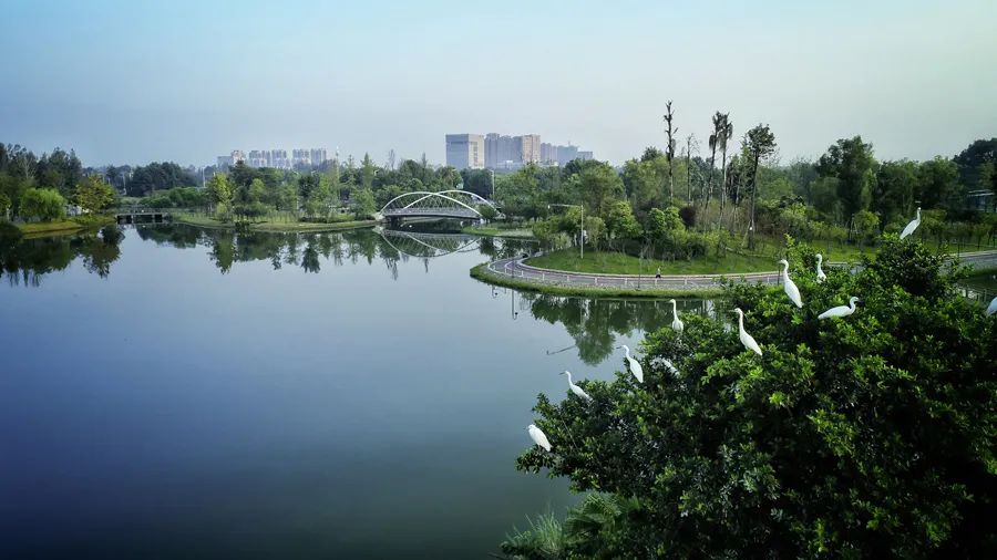 它是公园城市的超强范本,约15000亩的亚洲最大城市湿地公园群坐落于此