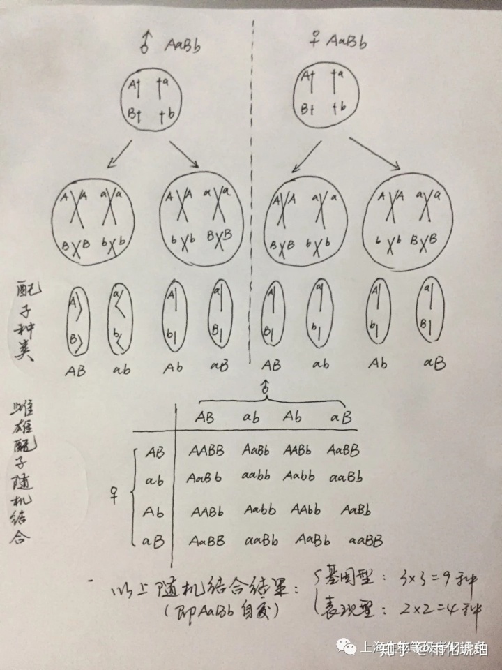 杂交遗传图解怎么画图片