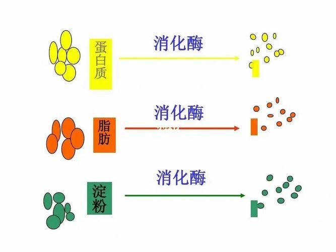 消化酶在婴幼儿中的重要作用