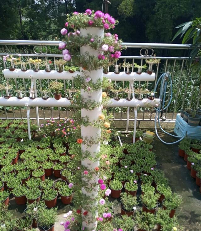 用python绘制太阳花他养太阳花用1根pvc管做花柱子养半年就出效果了