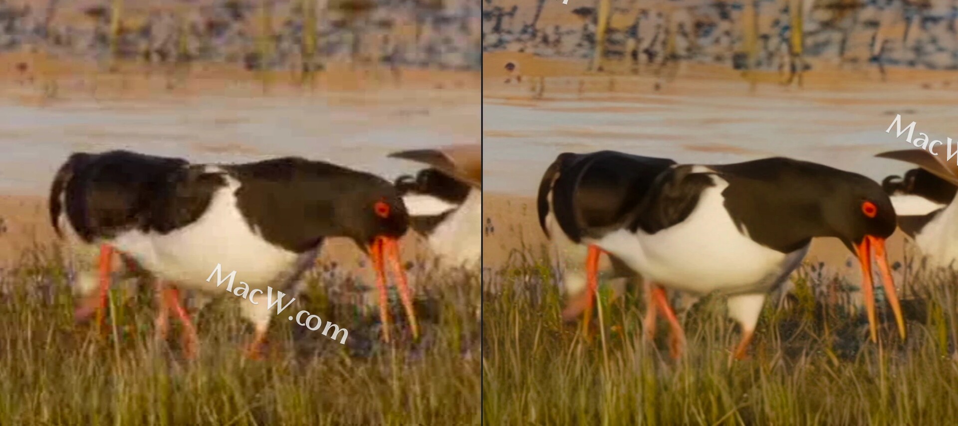 狮头鹅的做法视频教程 751240026fb23516486964055a578848.jpeg