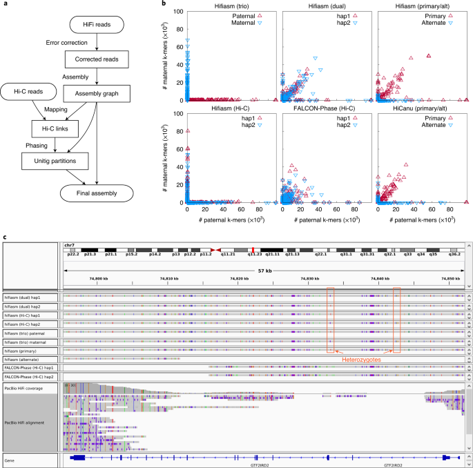 Haplotype-resolved assembly using Hi-C data