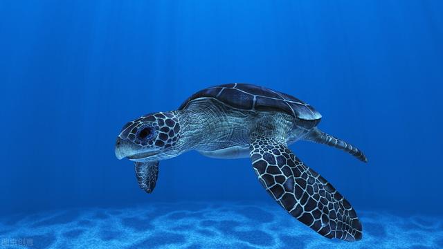pythonturtle绕原点旋转如何理解和使用python中的海龟turtle模块