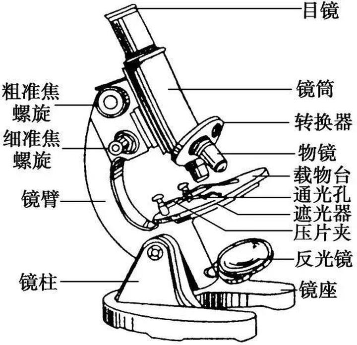 显微镜简单结构图图片