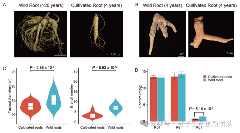 plantbiotechnologyjournal│中国中医科学院黄璐琦袁媛团