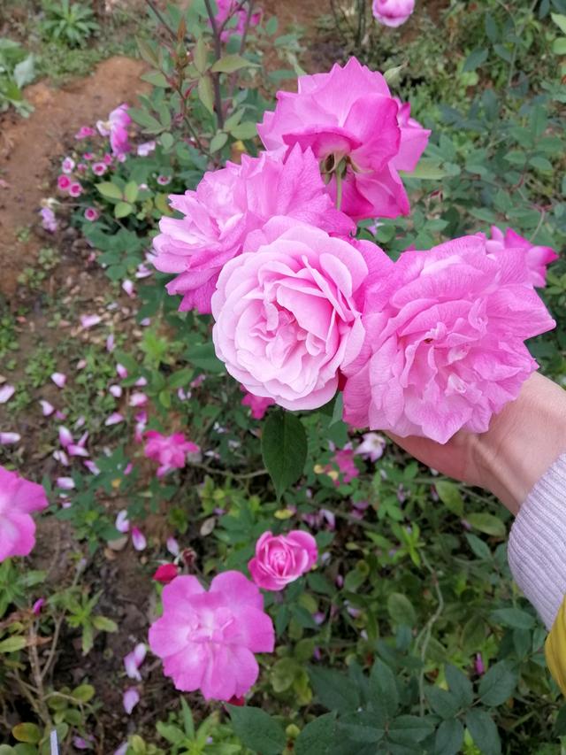 蔷薇和月季区别图解 770e16a98ce10e4e9ad1419bb9516482.png