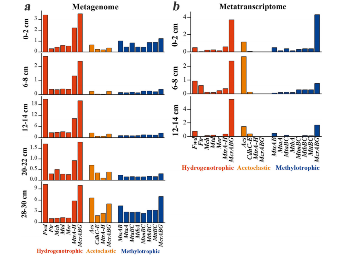 聚焦甲烷循环，宏基因组分析项目再创新！