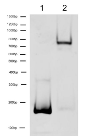 Nucleosome, Recombinant Human, H2BK120ub1 dNuc, Biotinylated