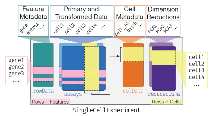 SingCellExperiment