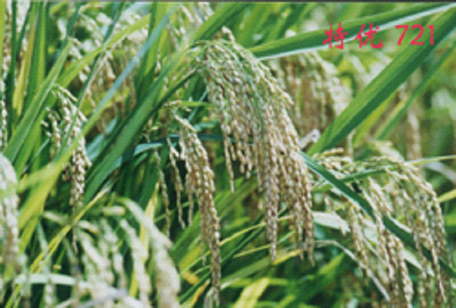 汕头示范新品种技术 国稻种芯·中国水稻节：广东水稻粒粒归仓