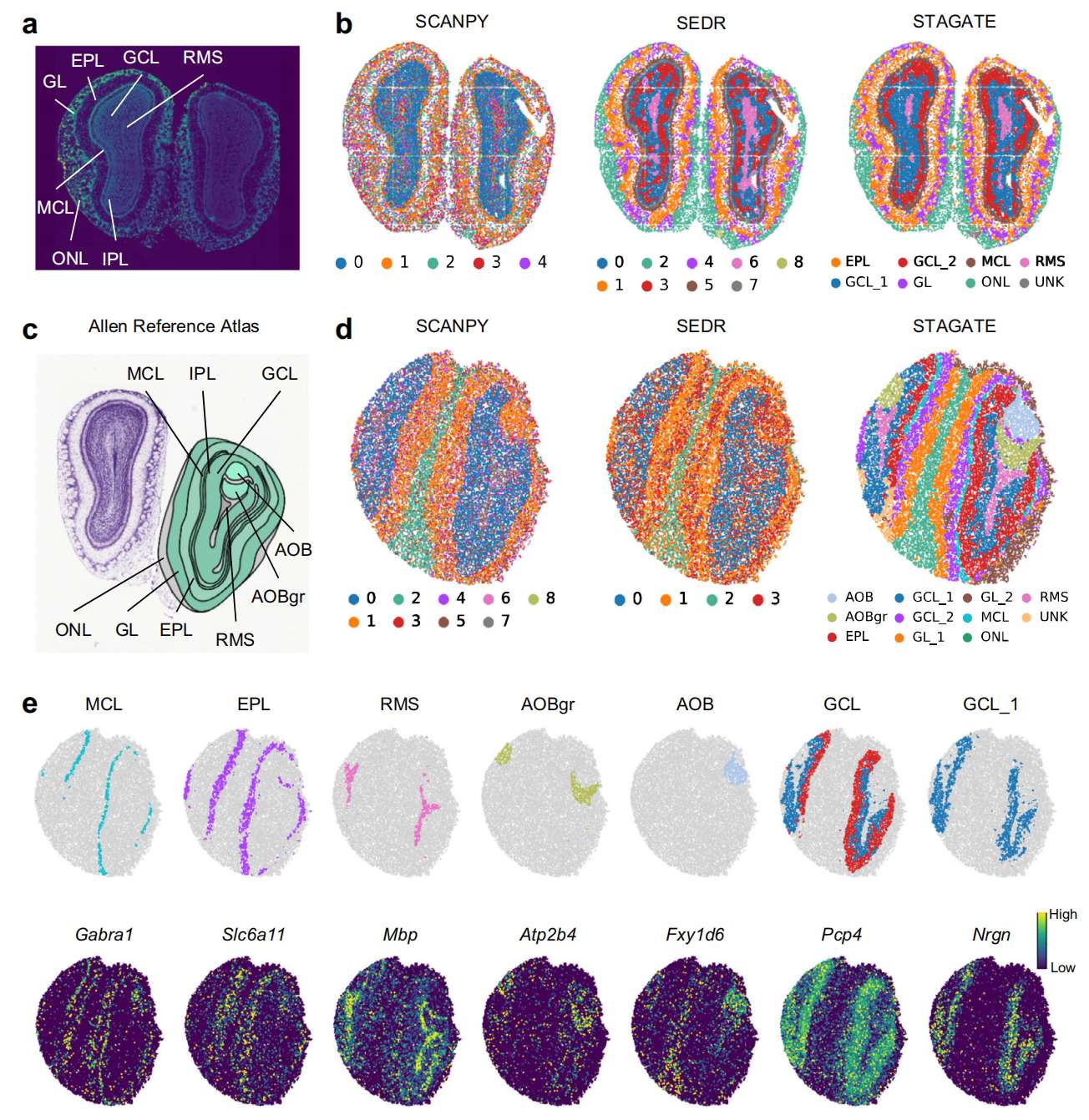 Fig. 4 STAGATE 识别了分别由 Stereo-seq 和 Slide-seqV2 分析的小鼠嗅球组织切片中的层状组织