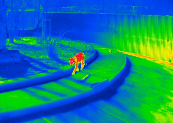 动物行为检测计算机视觉当动物行为研究遇见机器视觉红外热成像计算机