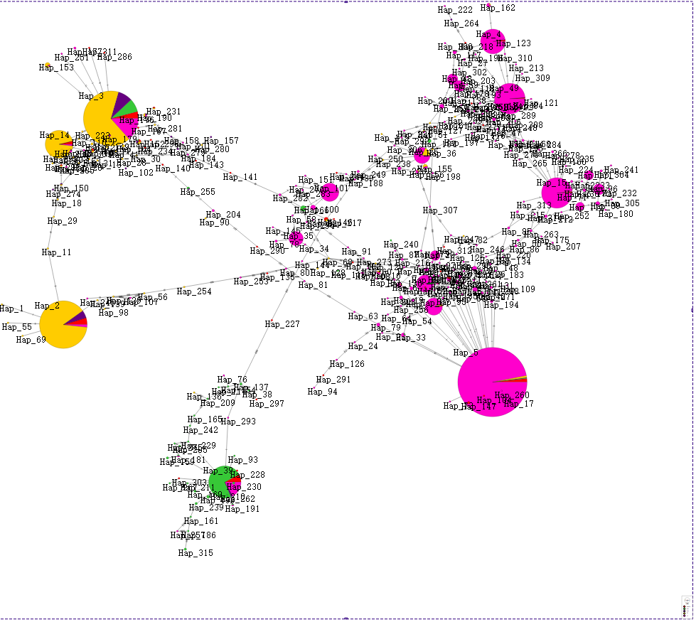 315个单倍型网络图