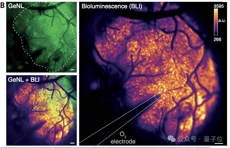 具体来说,作者使用的是一种名为genl(green enhanced nano-lantern)的
