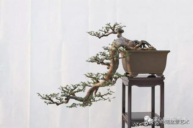 向上造型和向下造型名家讲堂丨倒挂苍山倚绝壁岭南悬崖盆景造型