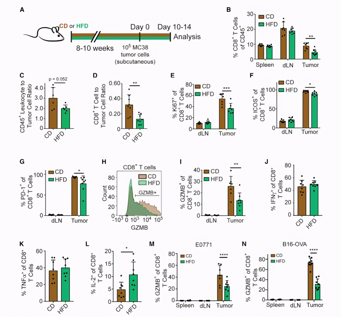 Why do we want to lose weight?  Scientists confirm that obesity may lead to cancer cell tumor growth